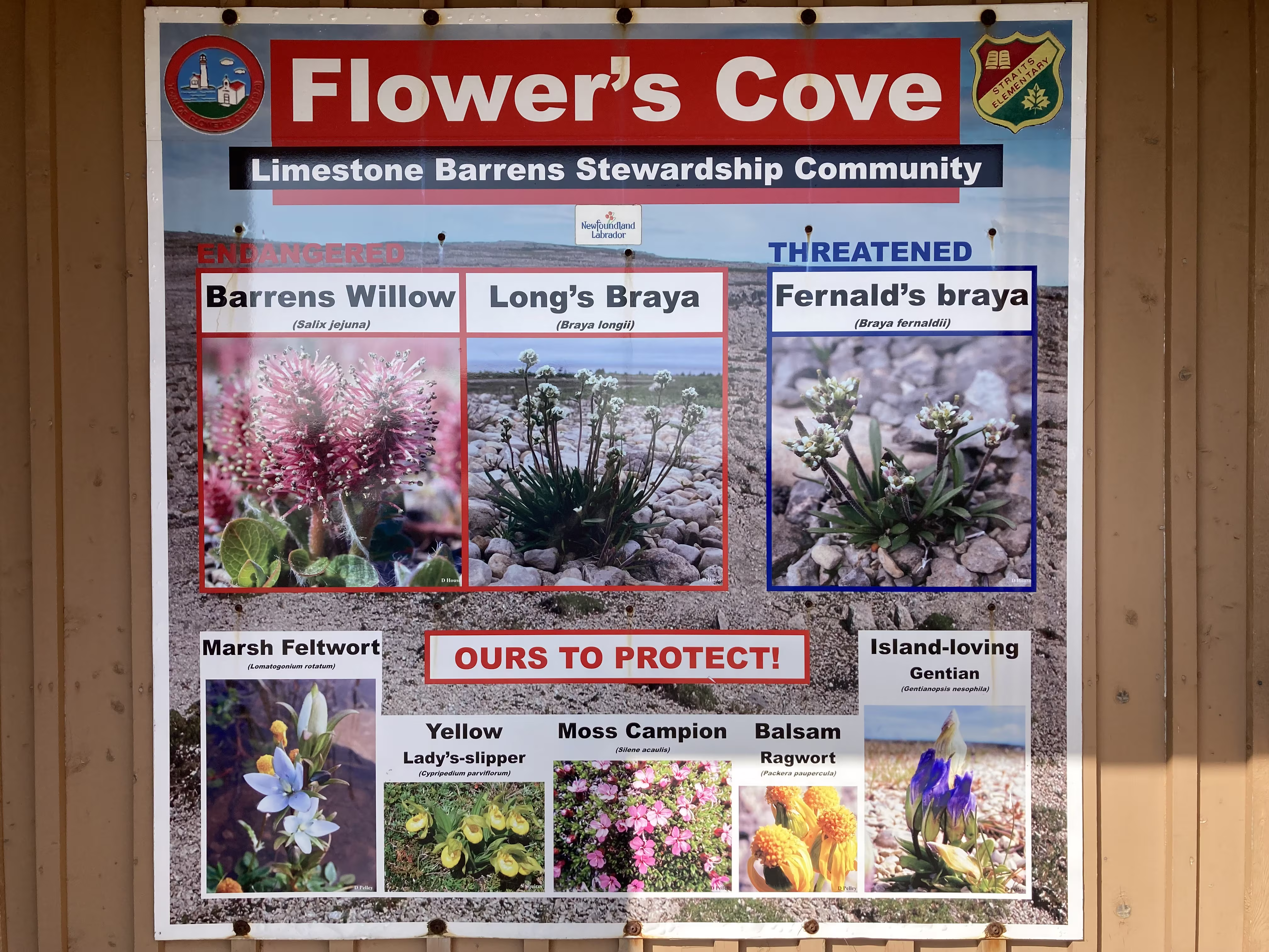 flowers-cove 2