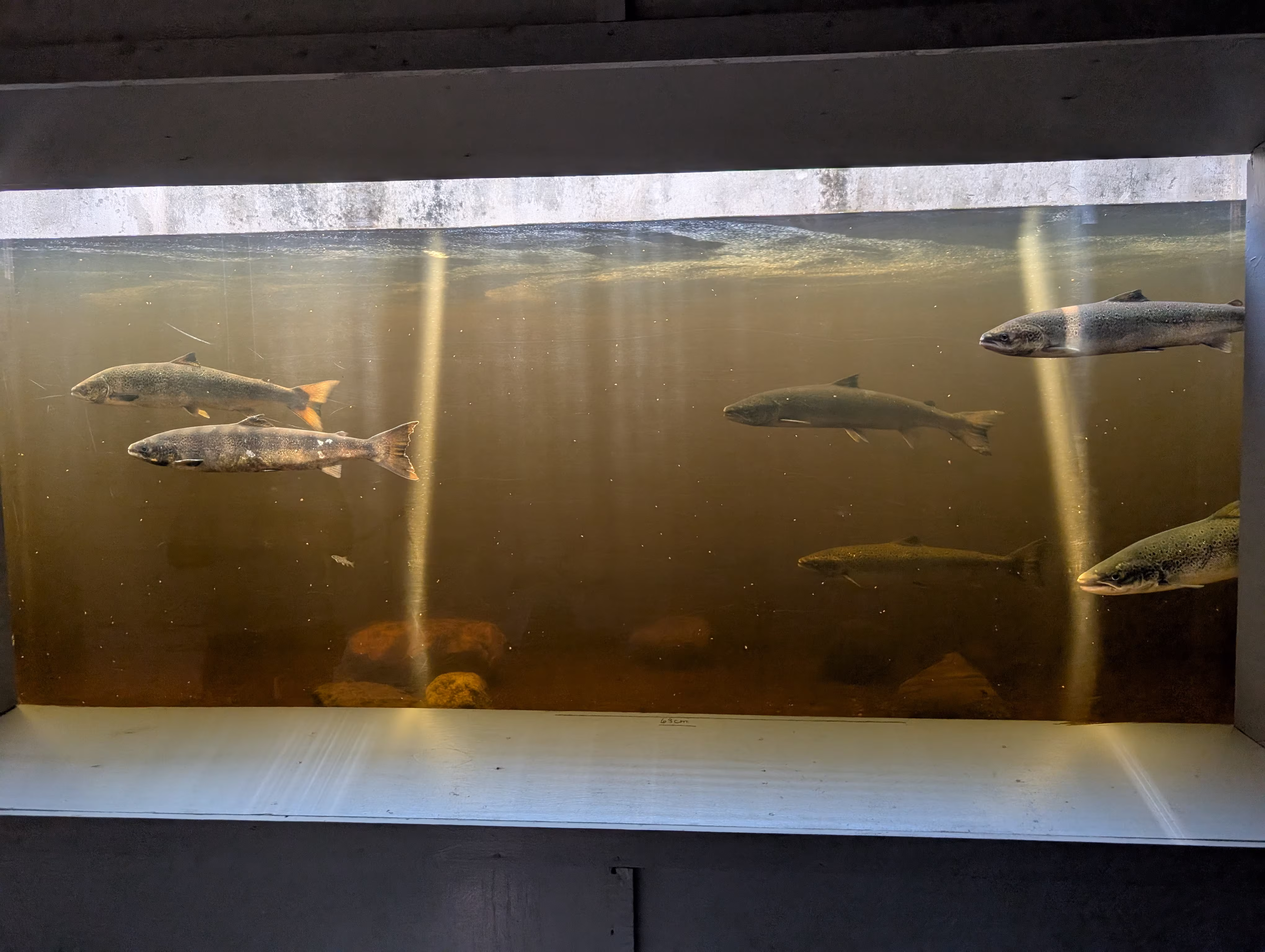 torrent-river-fishway 3