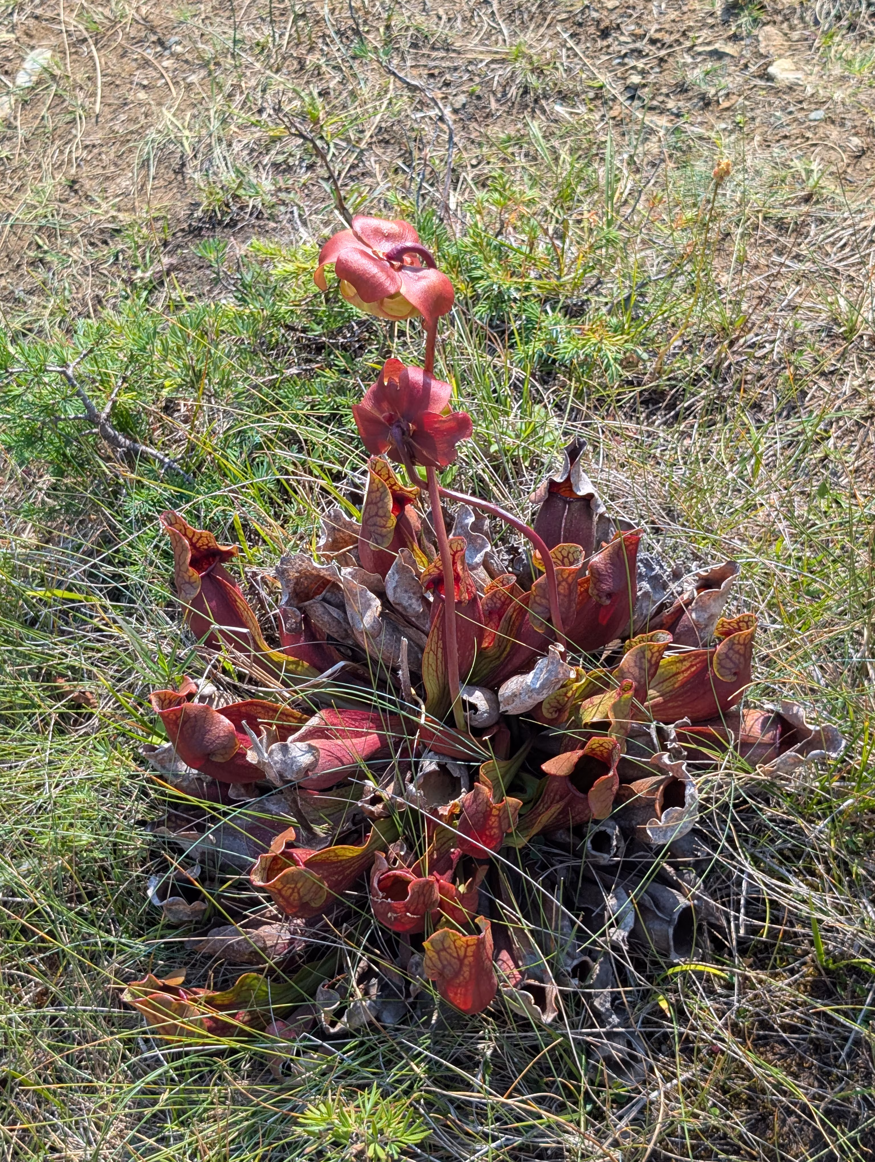 the-tablelands 15