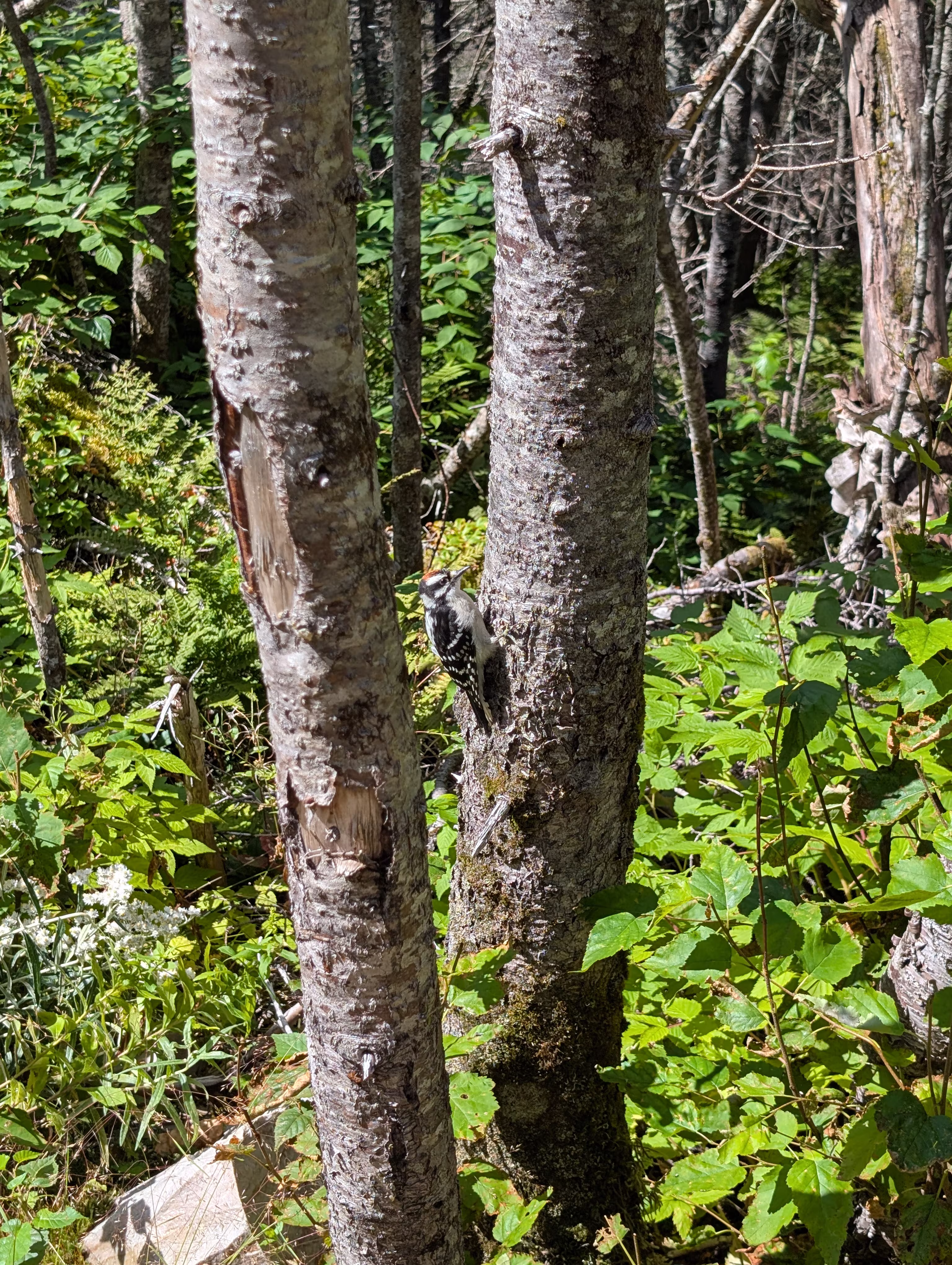 gros-morne-mountain-approach 5